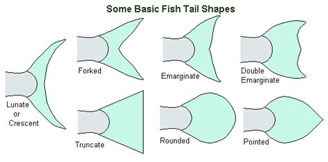 Types of Fins Explained .